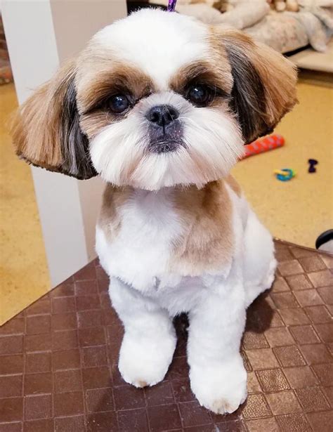 best shih tzu haircuts|shih tzu puppies haircuts.